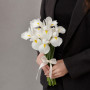 7 белых ирисов
